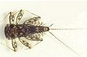 Agripante