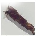 case de caddis
