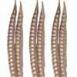 Pheasant Tail Feather