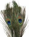 Peacock Feather