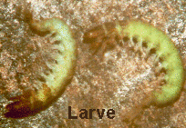 larve.jpg