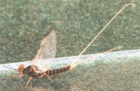 imago
